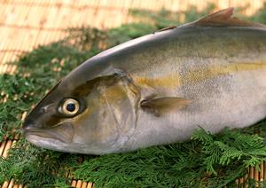 新宿牡蠣の名店「ジャックポット新宿」｜美味しい牡蠣と厳選ワインを楽しめるオイスターバーの魅力